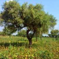 A visit to my Farm in Rajasthan